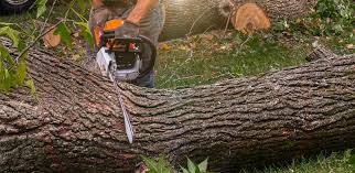 Best Tree Disease Treatment  in Bear Creek, FL