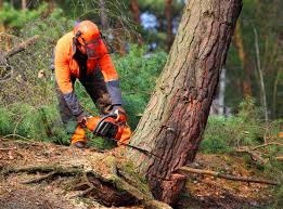 Best Hedge Trimming  in Bear Creek, FL