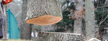 Best Tree Removal  in Bear Creek, FL