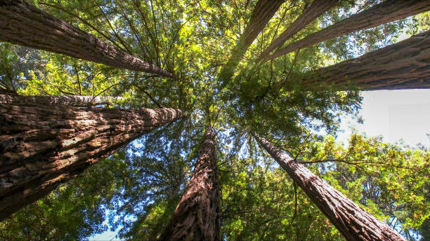 Best Commercial Tree Services  in Bear Creek, FL