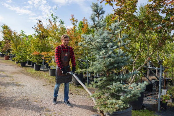 Best Arborist Consultation Services  in Bear Creek, FL