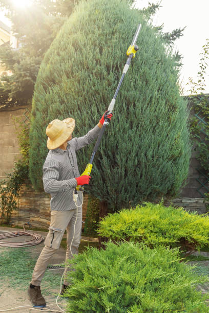 Best Storm Damage Tree Cleanup  in Bear Creek, FL